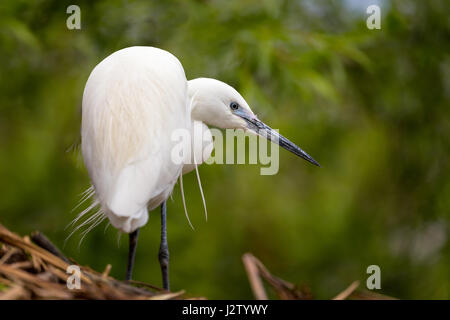 Seidenreiher Uhren geduldig für Fisch um Beute auf. Stockfoto