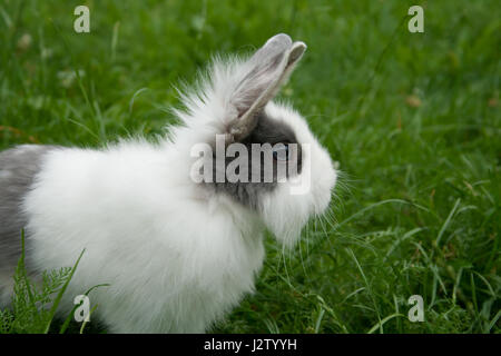 Junger Zwergkaninchen im Gras Stockfoto