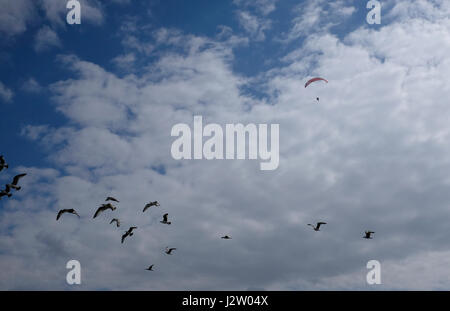 Himmel-Drachenflieger Kreisen in der Süd-Ost Küste Stadt Margate in Kent uk April 2017 Stockfoto