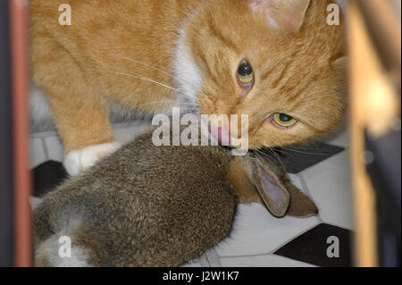 Inländische Pet Ingwer Katze (Felis catus) leckt ihre Lippen mit toten Kaninchen (Oryctolagus cuniculus) Sie gerade gefangen hat und brachte im Innenbereich Stockfoto