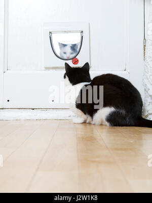 Schwarz-weiße Katze (Felis catus) in Innenräumen bei einer anderen Katze versucht, durch die katzenklappe von außen zu erhalten suchen Stockfoto