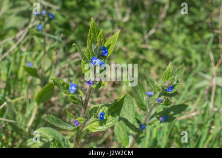 Die Blütezeit der Unkraut Grün Alkanet/Pentaglottis sempervirens, ehemals Anchusa sempervirens. Wurzeln bieten einen roten Farbstoff - Einmal verwendet in Med & Essen Stockfoto