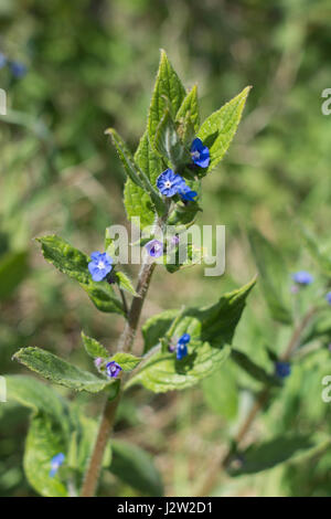Die Blütezeit der Unkraut Grün Alkanet/Pentaglottis sempervirens, ehemals Anchusa sempervirens. Wurzeln bieten einen roten Farbstoff - Einmal verwendet in Med & Essen Stockfoto