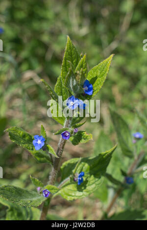 Die Blütezeit der Unkraut Grün Alkanet/Pentaglottis sempervirens, ehemals Anchusa sempervirens. Wurzeln bieten einen roten Farbstoff - Einmal verwendet in Med & Essen Stockfoto