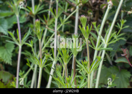 Straggling Stiele junger Goosegrass/Galium aparine Hackmesser/, die klebrige Stängel die Kleider- und Hundefellen. Lästiges Unkraut. Stockfoto