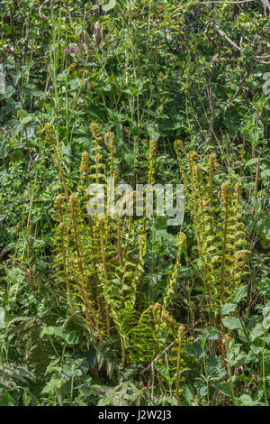 Beispiel von Dryopteris Filix-Mas / gemeinsame Wurmfarn verlässt. Stockfoto