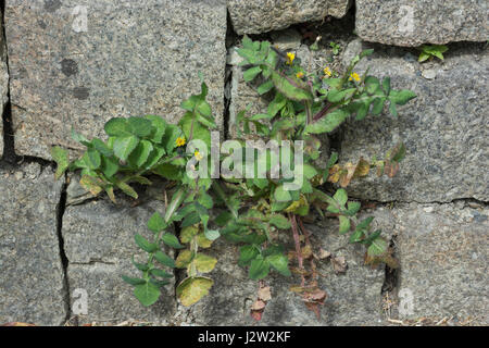 Glatte Sow-Distel / Sonchus oleraceus wächst in einer Steinmauer. Essen und Essen auf dem wilden Konzept. Unkraut wächst an der Wand. Stockfoto