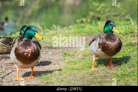 Stockenten. Paar Drake Stockenten (Anas platyrhynchos) stehen auf Gras im Frühling in West Sussex, England, UK. Stockfoto