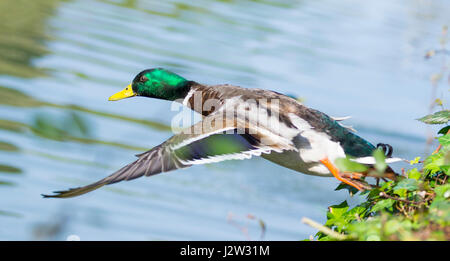 Männliche Stockente. Drake Stockente (Anas Platyrhynchos) abheben und fliegen tief über Wasser im Vereinigten Königreich.  Mallard Ente fliegen. Stockfoto