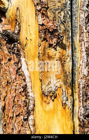 Nahaufnahme von texturierten Rinde & Stamm von Pinus Ponderosa, Gelbkiefer, Bull Kiefer, Black Jack Kiefer, westlichen Gelb-Kiefer, kleine Regenbogen-Trail, Central Co Stockfoto