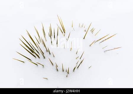 Yucca Pflanze, Frühling Schnee in den Rocky Mountains in der Nähe von Salida, Colorado, USA Stockfoto