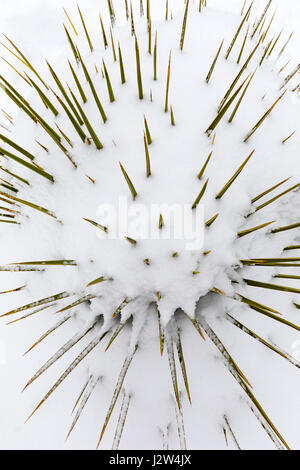 Yucca Pflanze, Frühling Schnee in den Rocky Mountains in der Nähe von Salida, Colorado, USA Stockfoto