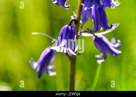 Glockenblumen Stockfoto