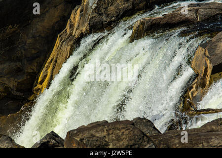 Teil des grauen Stars bei Great Falls des Potomac River Stockfoto