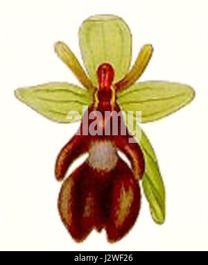 Eine detaillierte Abbildung von Ophrys muscifera, einer Orchideenart, die auch als Fliegenorchidee bekannt ist. Diese Art ist bekannt für ihre Ähnlichkeit mit einem fliegenden Insekt, das dazu beiträgt, Bestäuber anzulocken. Sie ist in Teilen Europas zu finden und lebt in trockenen, felsigen Umgebungen. Stockfoto
