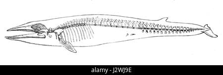Balaenoptera physalus, bekannt als Finnwal, ist eines der größten Meeressäuger. Dieser Eintrag bezieht sich auf eine Skelettprobe, die für die wissenschaftliche Untersuchung und das Verständnis der Walbiologie wichtig ist. Stockfoto