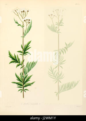 Achillea macrophylla ist eine blühende Pflanzenart aus der Familie der Asteraceae, die in alpinen Regionen beheimatet ist. Er ist bekannt für seine großen, gefiederten Blätter und Haufen weißer bis rosa Blüten, die oft in Bergregionen vorkommen. Stockfoto