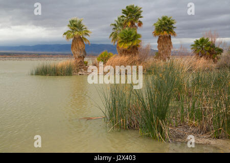 Toprock Marsh, Havasu National Wildlife Refuge, Arizona Stockfoto