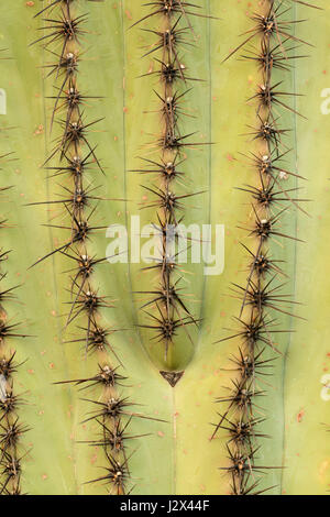 Saguaro, Ironwood Forest National Monument, Arizona Stockfoto