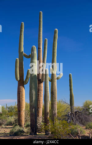 Saguaro, Ironwood Forest National Monument, Arizona Stockfoto