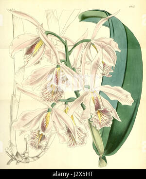 „Cattleya maxima“ ist eine Illustration einer Orchideenart, die 1856 in der Veröffentlichung des Curtis' Botanical Magazine veröffentlicht wurde und deren detaillierte botanische Darstellung und wissenschaftliche Bedeutung hervorhebt. Stockfoto