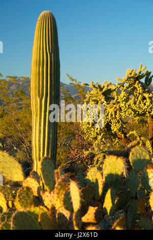 Saguaro Kaktus Forest Drive, Saguaro National Park-Rincon Mountain Unit, Arizona Stockfoto