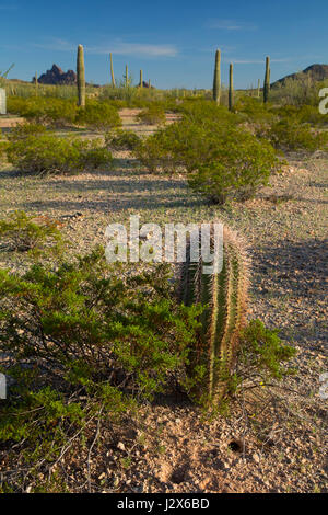 Saguaro, Cabeza Prieta National Wildlife Refuge, Arizona Stockfoto