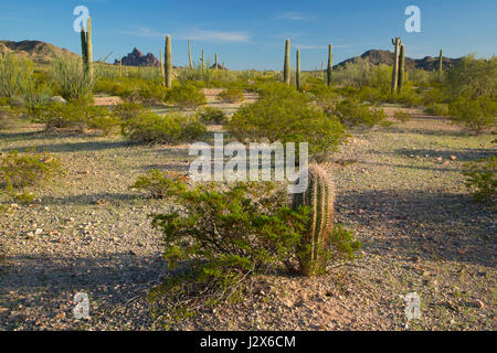 Saguaro, Cabeza Prieta National Wildlife Refuge, Arizona Stockfoto