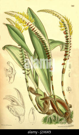 Diese botanische Illustration aus Curtis' Botanical Magazine zeigt Bulbophyllum imbricatum, früher bekannt als Megaclinium leucorhachis. Es ist eine Orchideenart, die für ihre einzigartige und auffällige Blütenstruktur bekannt ist. Stockfoto