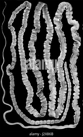 Bothriocephalus latus ist ein parasitärer Bandwurm, der häufig Fische infiziert. Sie ist wegen ihrer Auswirkungen auf die Gesundheit von Mensch und Tier, insbesondere im Hinblick auf lebensmittelbedingte Krankheiten, von besonderem Interesse für tierärztliche und medizinische Studien. Stockfoto