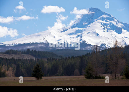 Hügeliges Gelände mit einer Vielzahl von Bäumen, auf einem Hintergrund von einem großen weißen Mount Hood bedeckt, mit Schnee bedeckt und umgeben von weißen Wolken Stockfoto