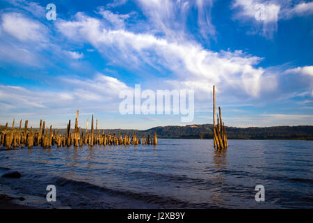 Faule Holzpfähle der alten Mole ragte aus dem Wasser auf dem Columbia River als ein Symbol der Vergangenheit längst vergangener Zeit. Symbolische Ansicht im Querformat Stockfoto