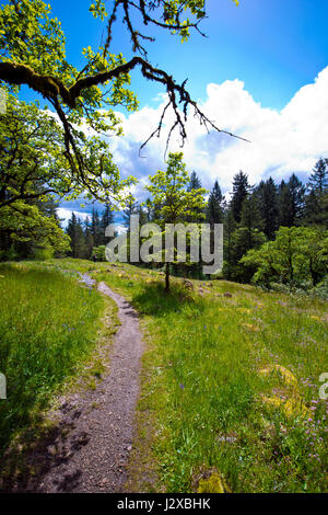Fußweg auf der Durchreise Frühjahr sonnig fröhlich fröhlich Lichtung mit Rasen und Bäumen mit einer großen Niederlassung über Wanderweg gegen den blauen Himmel bewölkt Stockfoto