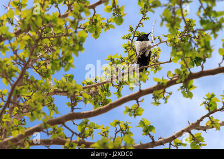 Eine Elster thront auf der Spitze eines Maulbeer-Baum Stockfoto