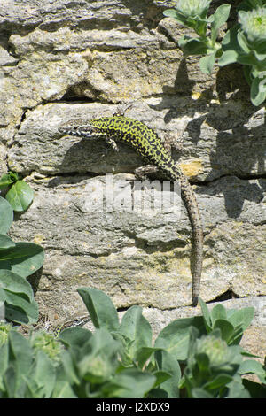 Männliche Mauereidechse (Podarcis Muralis), eine nicht-heimische Reptilienarten - Mitglied eine eingeführte Kolonie auf Boscombe Cliffs in Dorset, Großbritannien Stockfoto