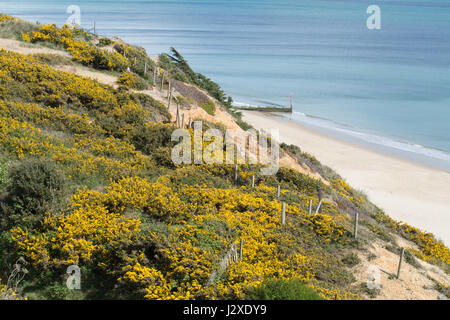 Klippenlandschaft in Boscombe in der Nähe von Bournemouth in Dorset, England, bedeckt mit bunt blühenden Ginster Büschen Stockfoto