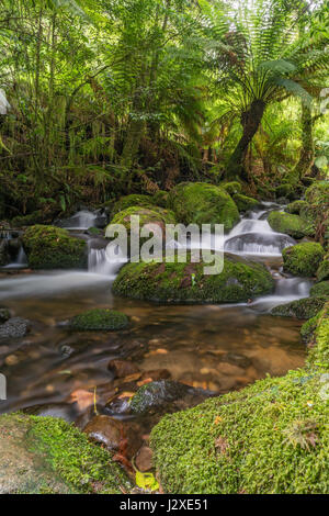 Langzeitbelichtung von einem kleinen Wasserfall mit einem seidigen Look, umgeben von üppiger Vegetation und Felsen mit Moos bedeckt. Regenwald-Galerie, Victoria, Australien Stockfoto