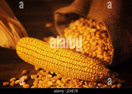 Geernteten Maiskolben Mais und Getreide, selektiven Fokus Stockfoto