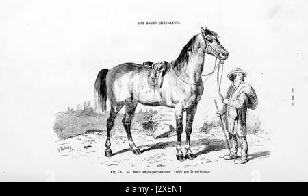 Der Anglo-Percheron ist eine Rasse von Zugpferden aus Frankreich. Es ist eine Kreuzung aus der Percheron Rasse und englischen Pferden, bekannt für ihre Stärke, Größe und Fähigkeit, in landwirtschaftlichen und industriellen Umgebungen zu arbeiten. Stockfoto