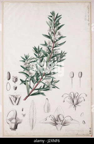 Agathosma serratifolia00 Stockfoto
