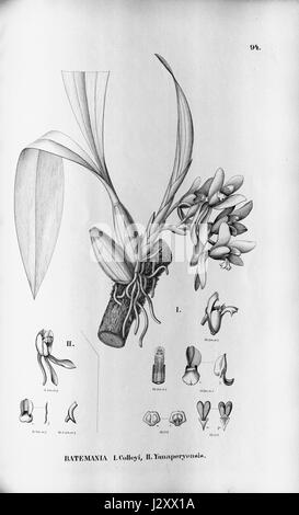Batemania Colleyi - Flora Brasiliensis 05.03.94 Stockfoto