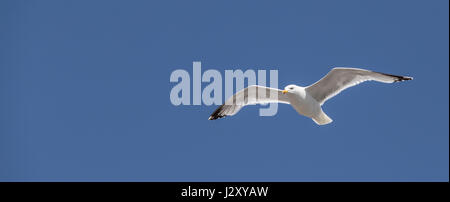 Möwe im Flug Stockfoto