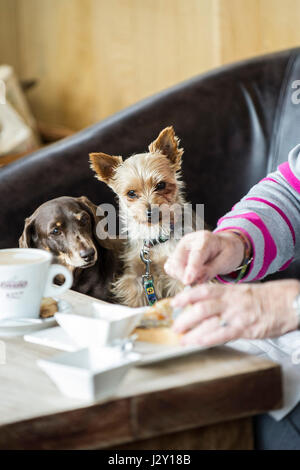 Zwei kleine Hunde, die gerade ihren Besitzer Essen Vorsatz essen Haustiere sorgfältig beobachten, Konzentration Konzentration hungrig zuversichtlich hoffen Stockfoto