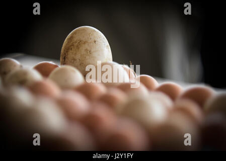 Ein frisches Ei der Gans unter ein Tablett mit Eiern große Schalen Hühnerei natürliche Natur Quelle von Protein Freilandhaltung Eiern Bio Eierschale Stockfoto