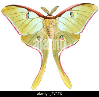 Actias Luna, auch bekannt als Luna Moth, ist eine Art großer, auffälliger Motte, die in Nordamerika vorkommt. Seine ausgeprägten grünen Flügel und langen Schwänze sind charakteristische Merkmale dieser Mottenart. Stockfoto