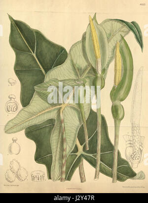 Alocasia Micholitziana 139-8522 Stockfoto