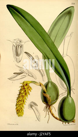 Bulbophyllum Careyanum (als Bulbophyllum Cupreum, Bolbophyllum Cupreum geschrieben) - Curtis' 88 (ser. 3 Nr. 18) pl. 5316 (1862) Stockfoto