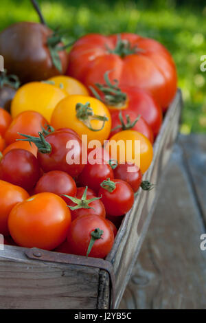 Korb mit verschiedenen Arten von Reife, frische Tomaten Stockfoto