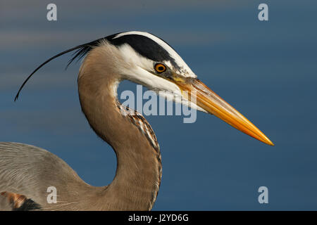 Great Blue Heron Portrait Stockfoto