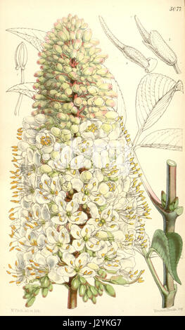Aesculus californicus, auch bekannt als California buckeye, ist eine in Kalifornien heimische Baumart, die 1858 in der Ausgabe des Botanical Magazine erschien. Die Art ist bekannt für ihre charakteristischen buckeye-Nüsse und großen, breiten Blätter. Stockfoto